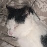 Leo Tyni