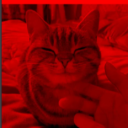 Evil_Cat